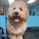 fluffy dog with a colorful bandana standing in a grooming salon.