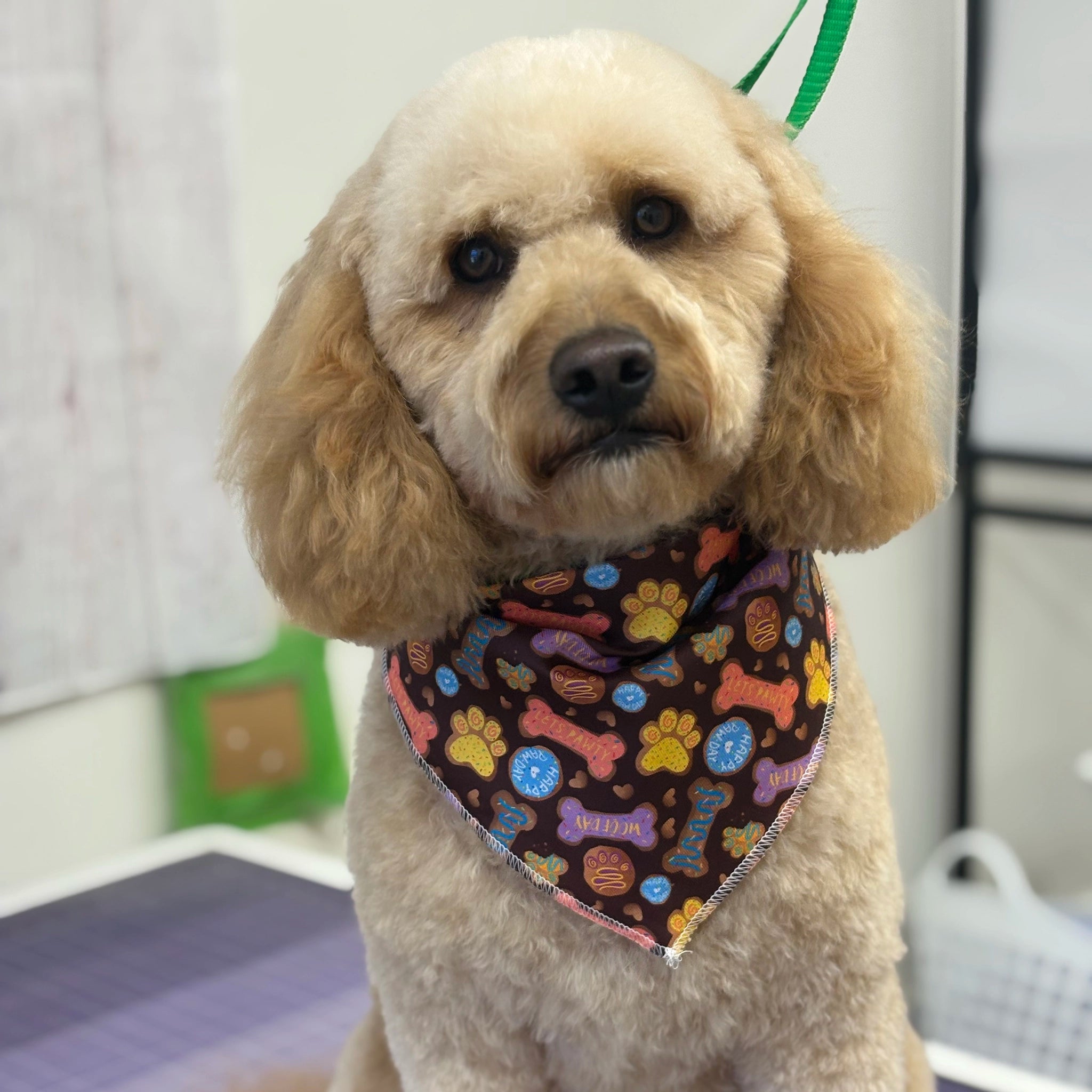 Dog wearing a bandana with bone and paw pattern in an indoor setting