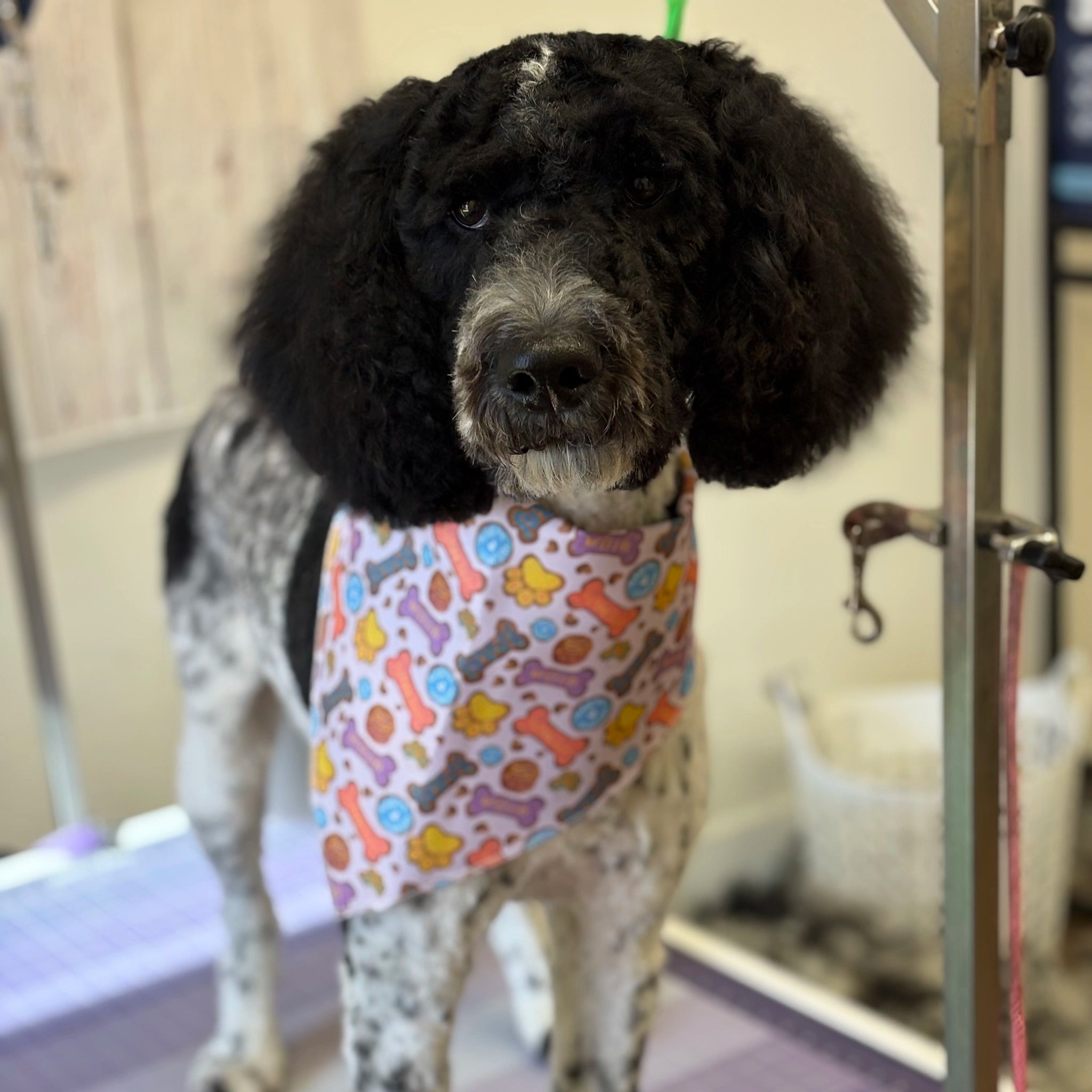 Dog wearing a colorful bandana in a grooming salon