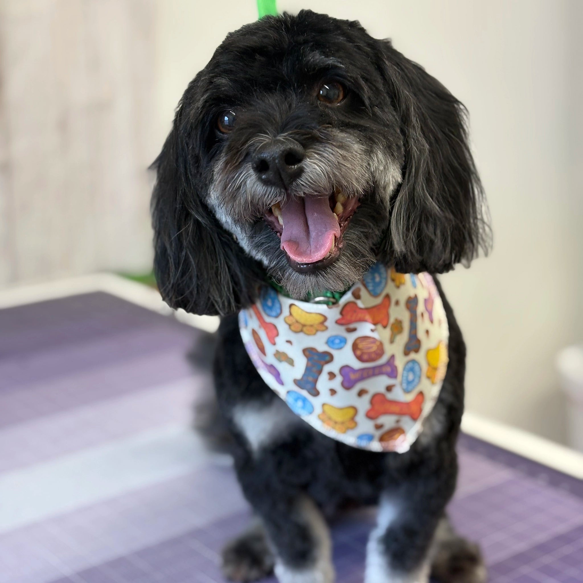 Dog wearing a colorful bandana with bone patterns