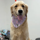 Dog wearing a floral bandana with a plain background