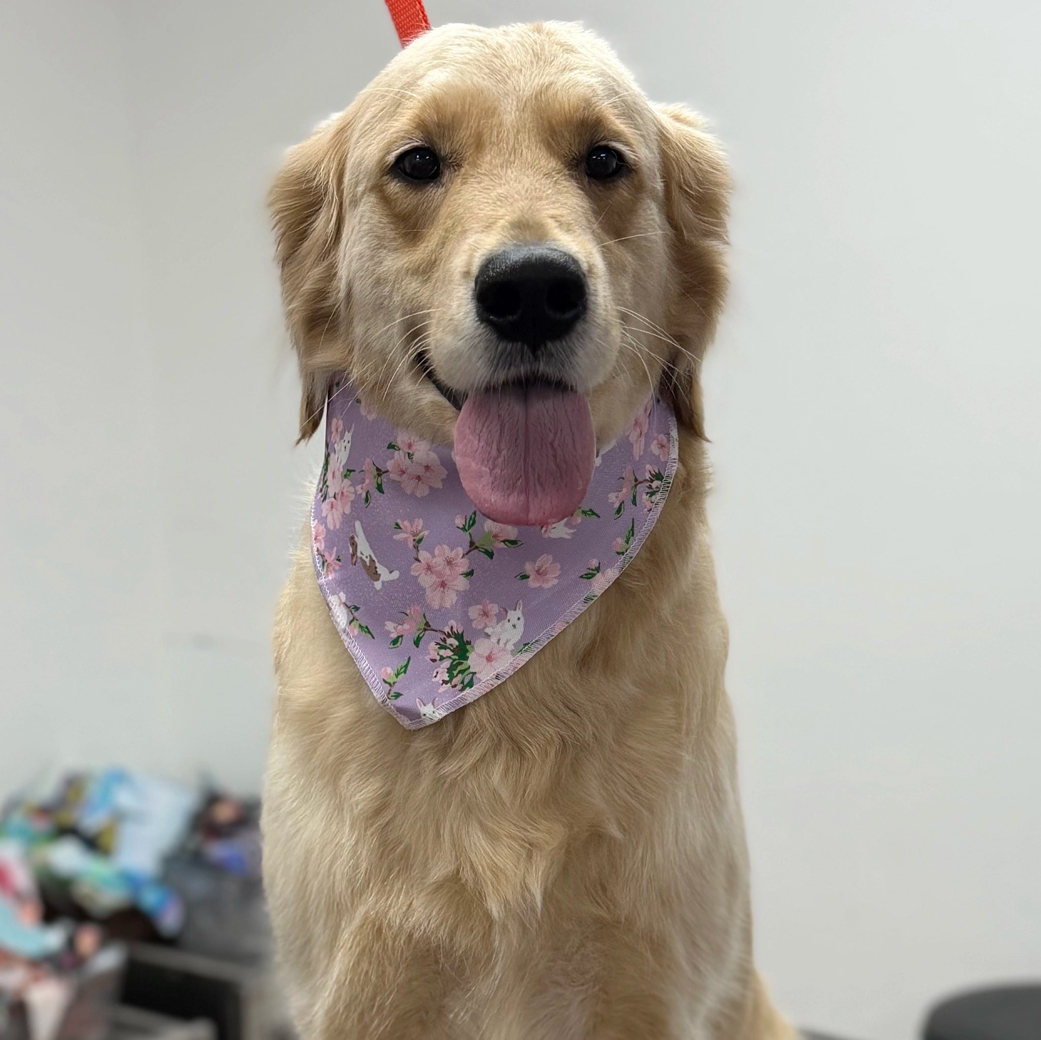 Dog wearing a floral bandana with a plain background