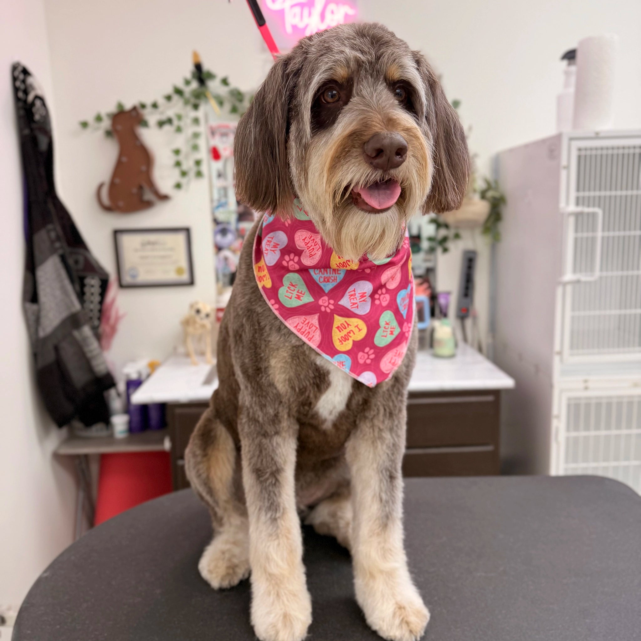 Dog wearing a colorful bandana sitting on a table in a grooming salon.