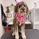 Dog wearing a colorful bandana sitting on a table in a grooming salon.