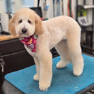 Dog with a colorful bandana standing on a grooming table in a pet care setting.
