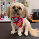 Dog wearing pink bandana in a grooming salon