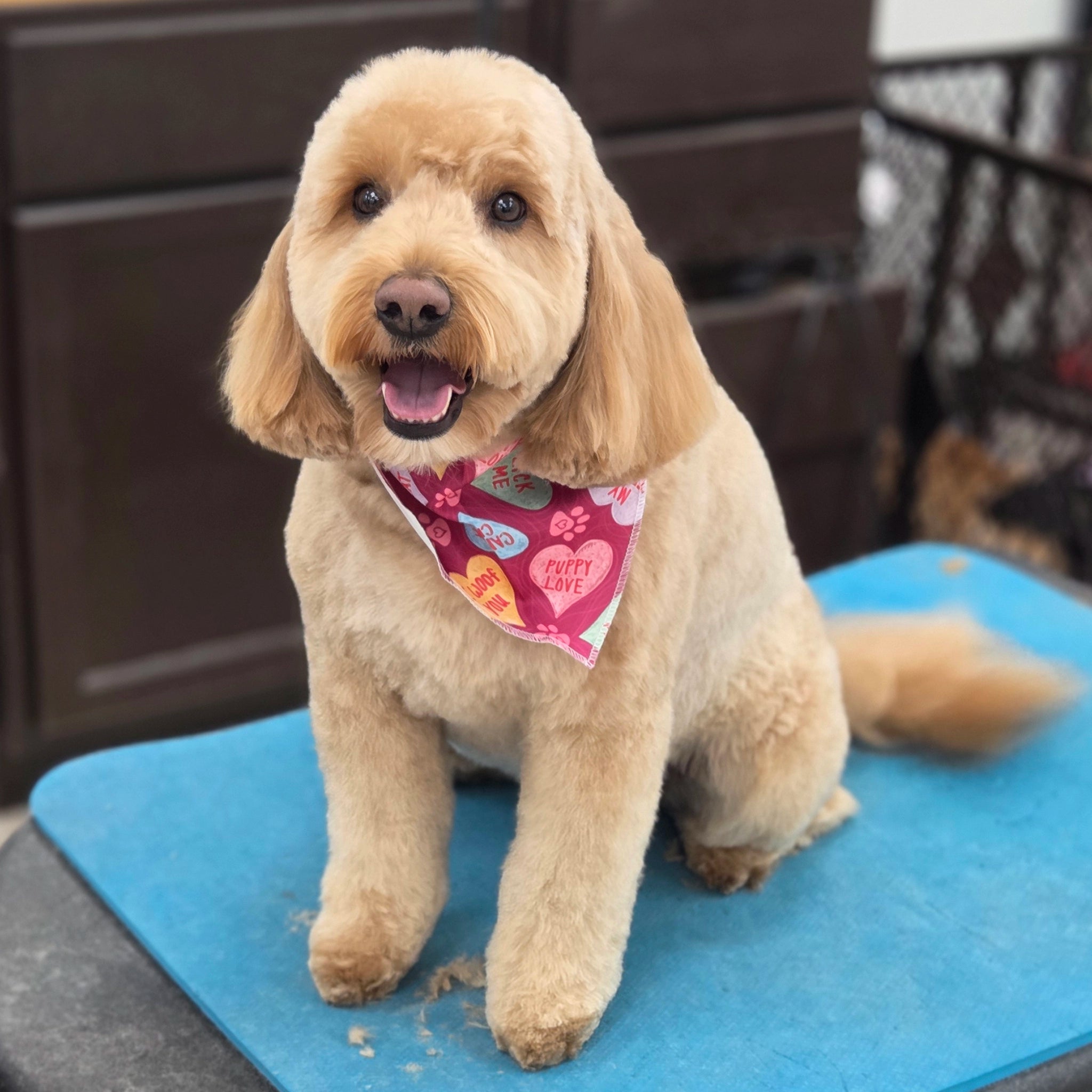 Dog with a colorful bandana sitting on a blue mat