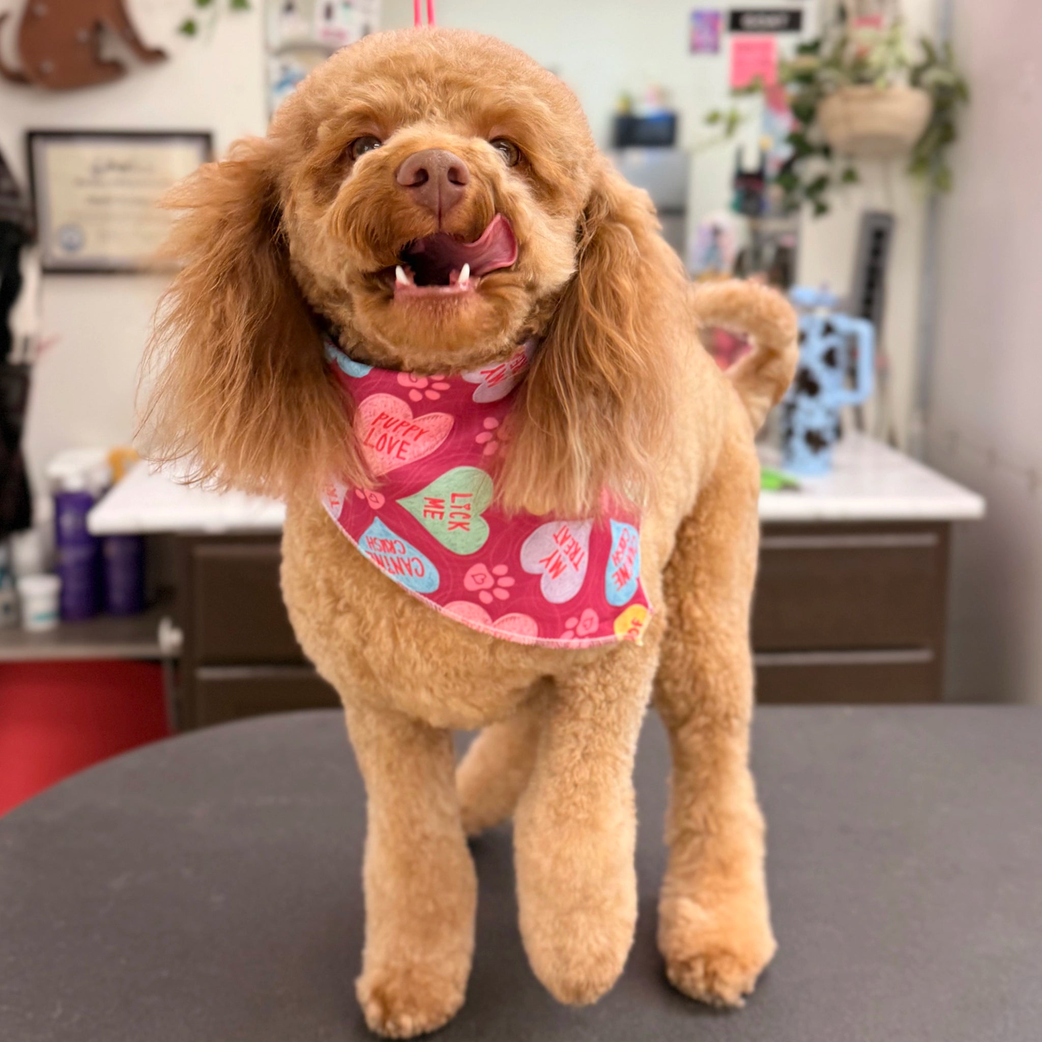 Dog wearing a pink bandana with heart patterns in a veterinary clinic setting