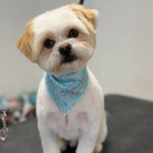Small dog wearing a blue bandana with heart patterns on a neutral background