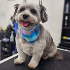 Small dog wearing a colorful bandana sitting on a grooming table.