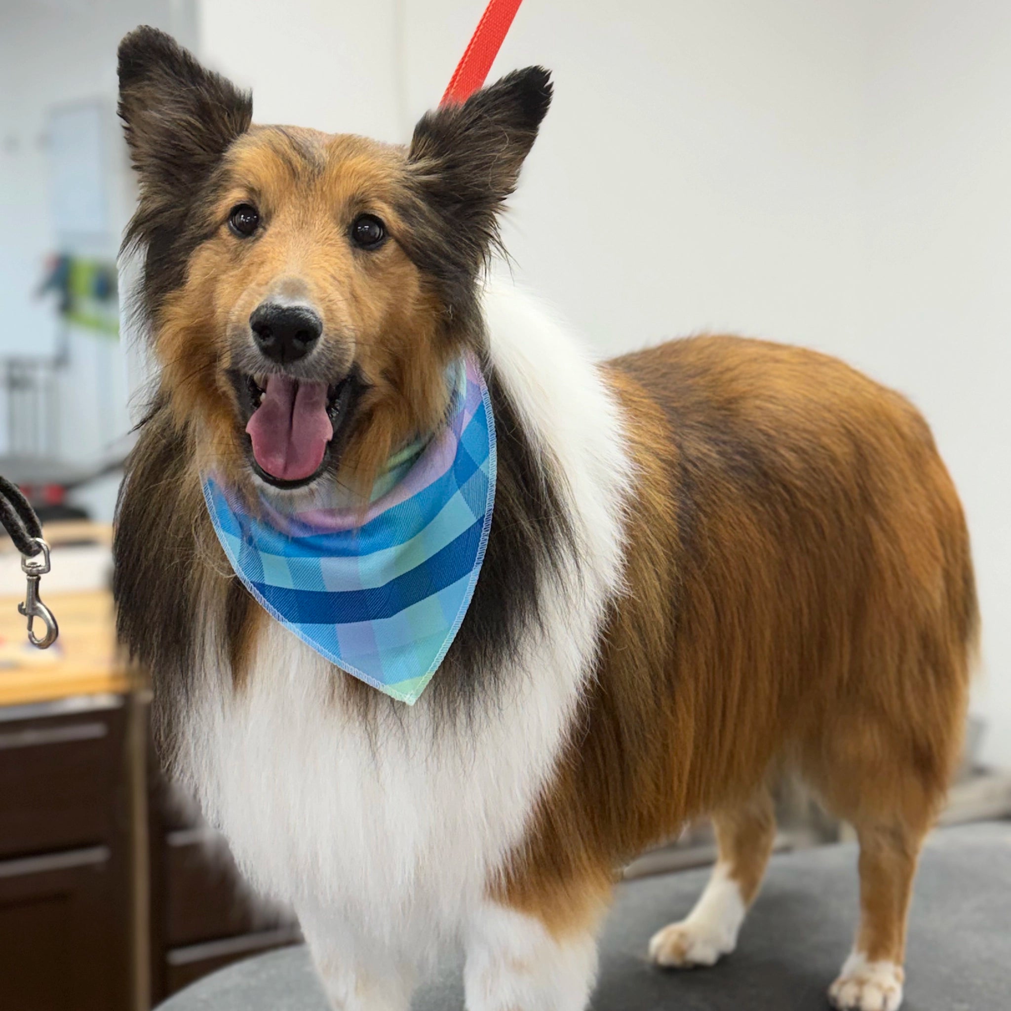 Dog wearing a colorful bandana indoors