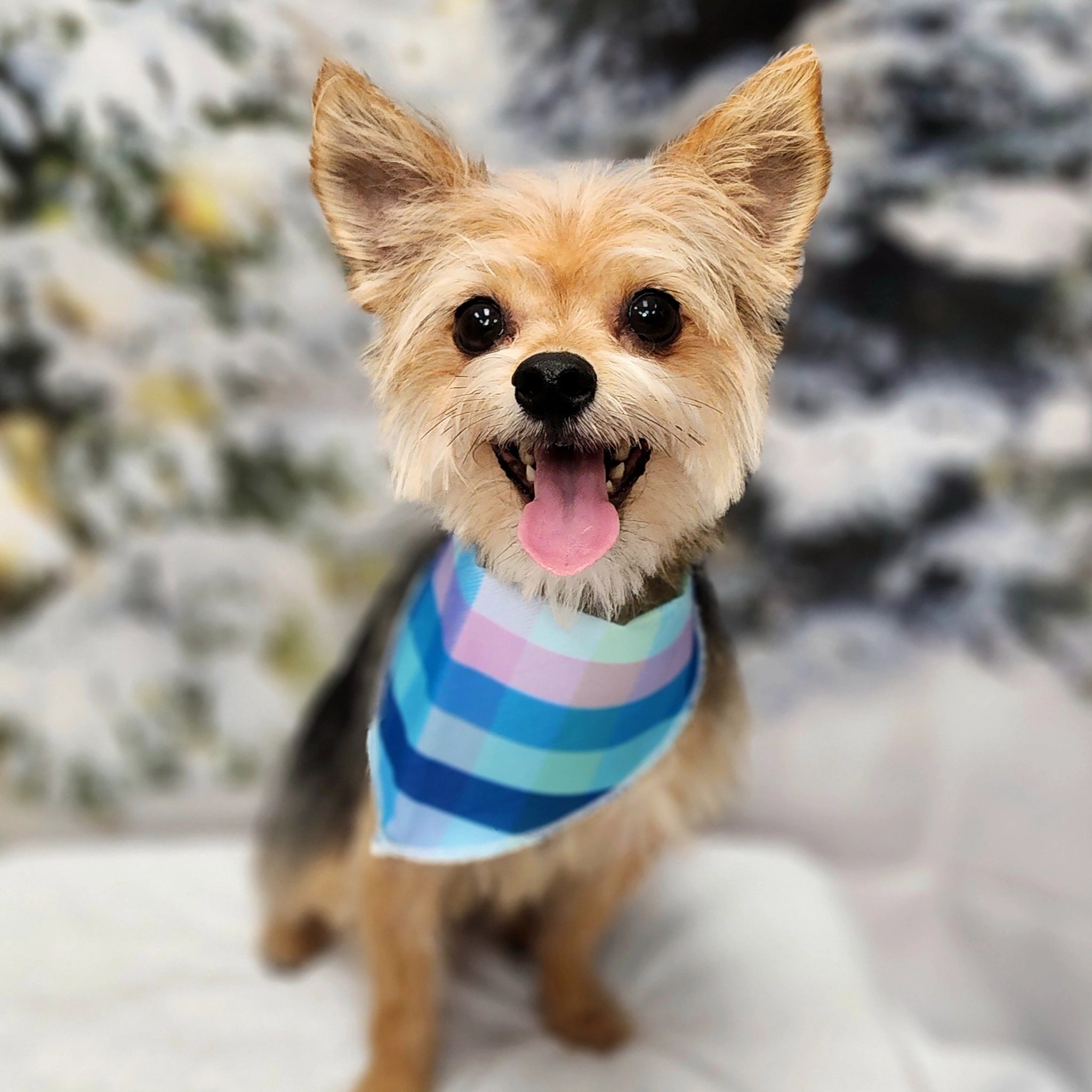 Dog wearing a striped sweater in a snowy landscape
