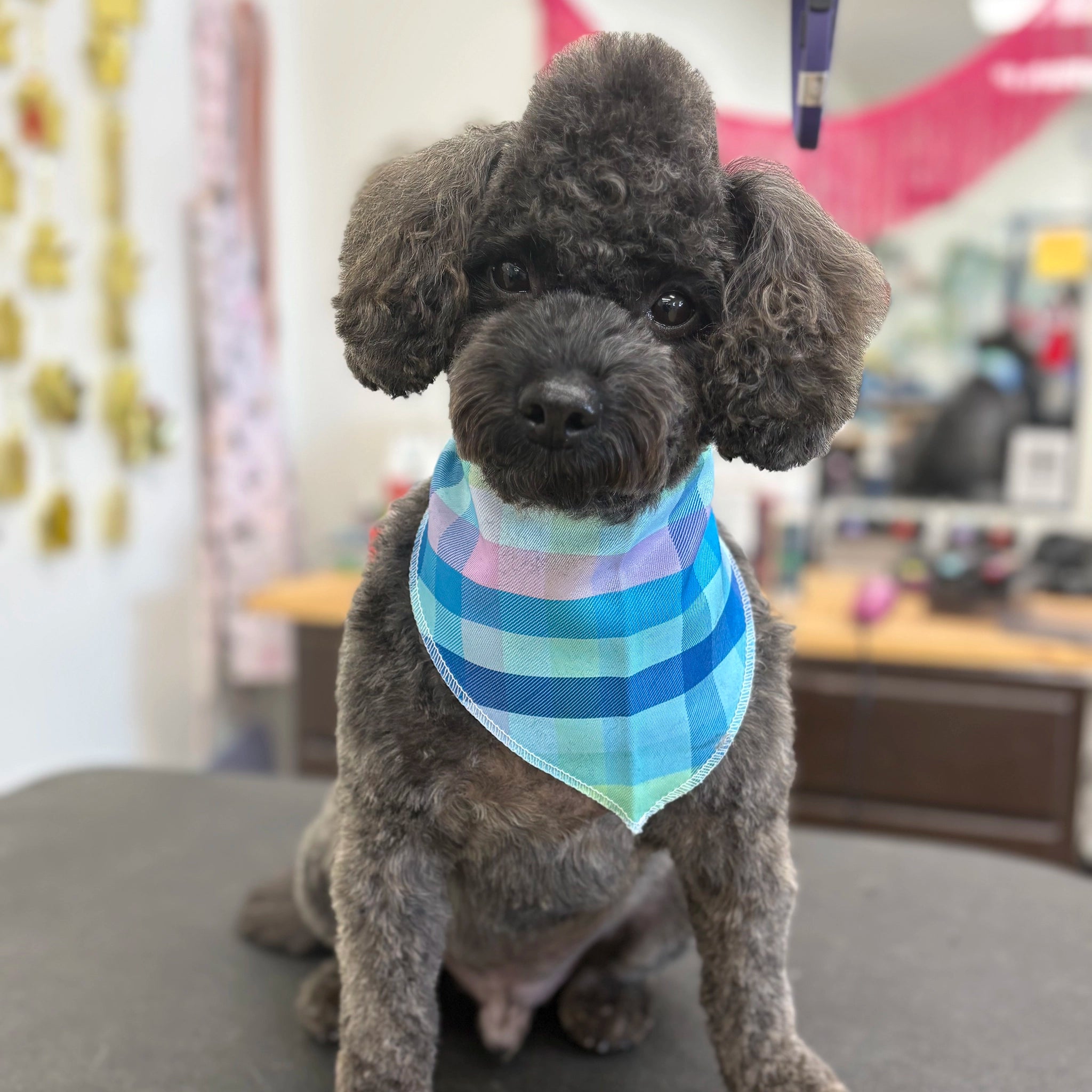 Small dog with a colorful bandana sitting on a grooming table in a pet care setting.