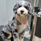 Dog wearing a colorful bandana sitting 