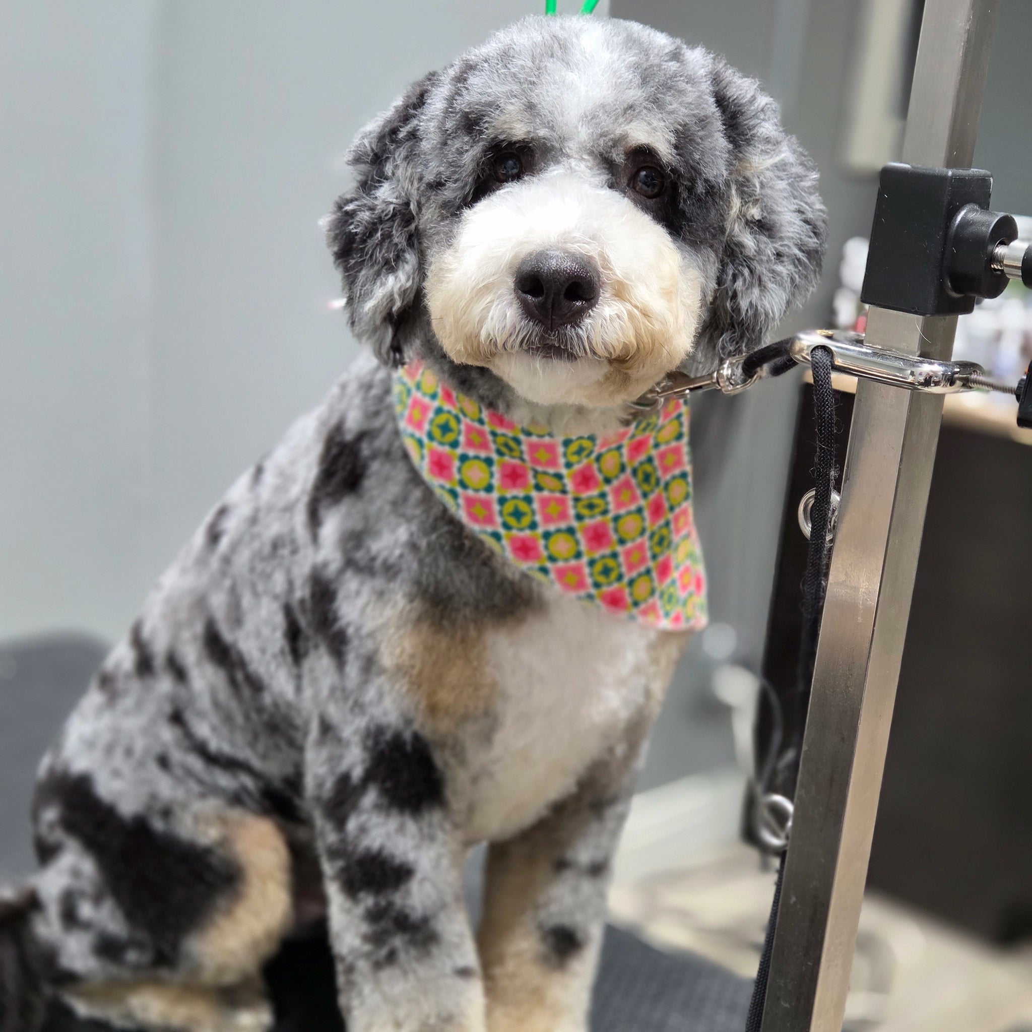 Dog wearing a colorful bandana sitting 