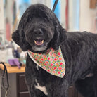 Black doodle dog wearing a colorful bandana