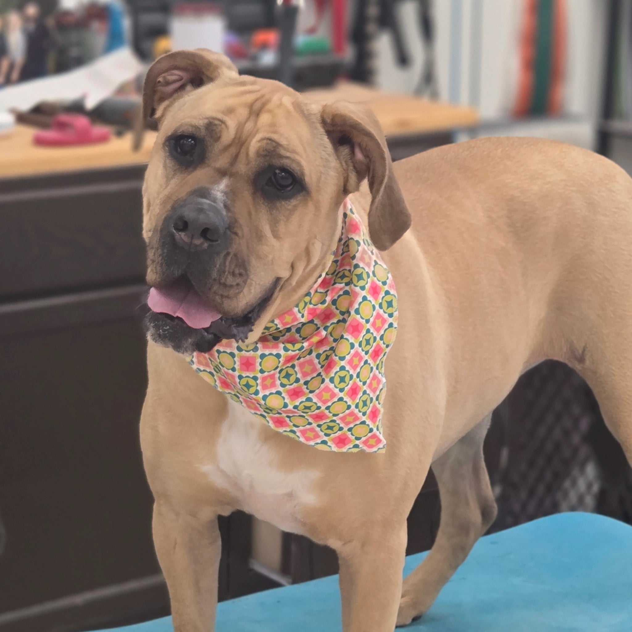 Dog wearing a colorful bandana in an indoor setting