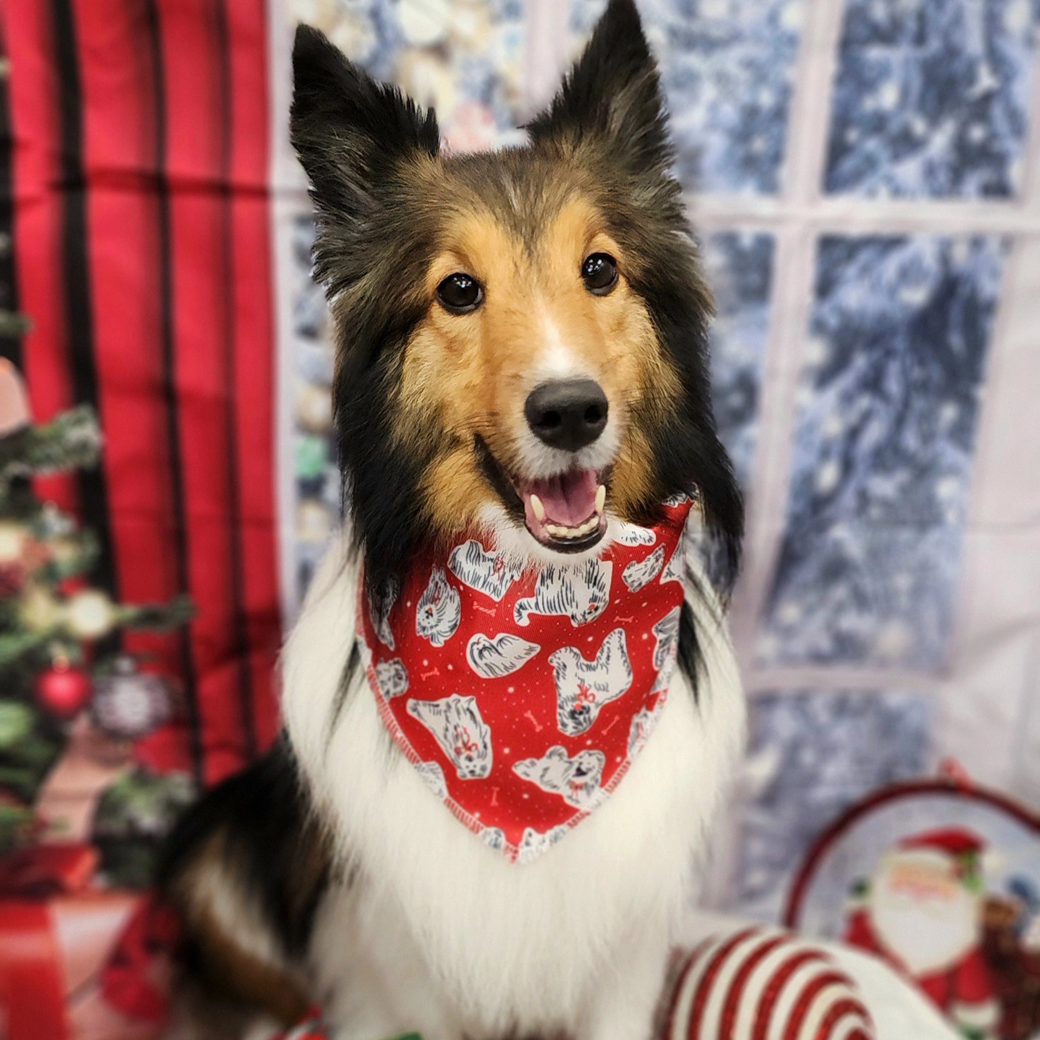 groomed dog in bandana for Christmas