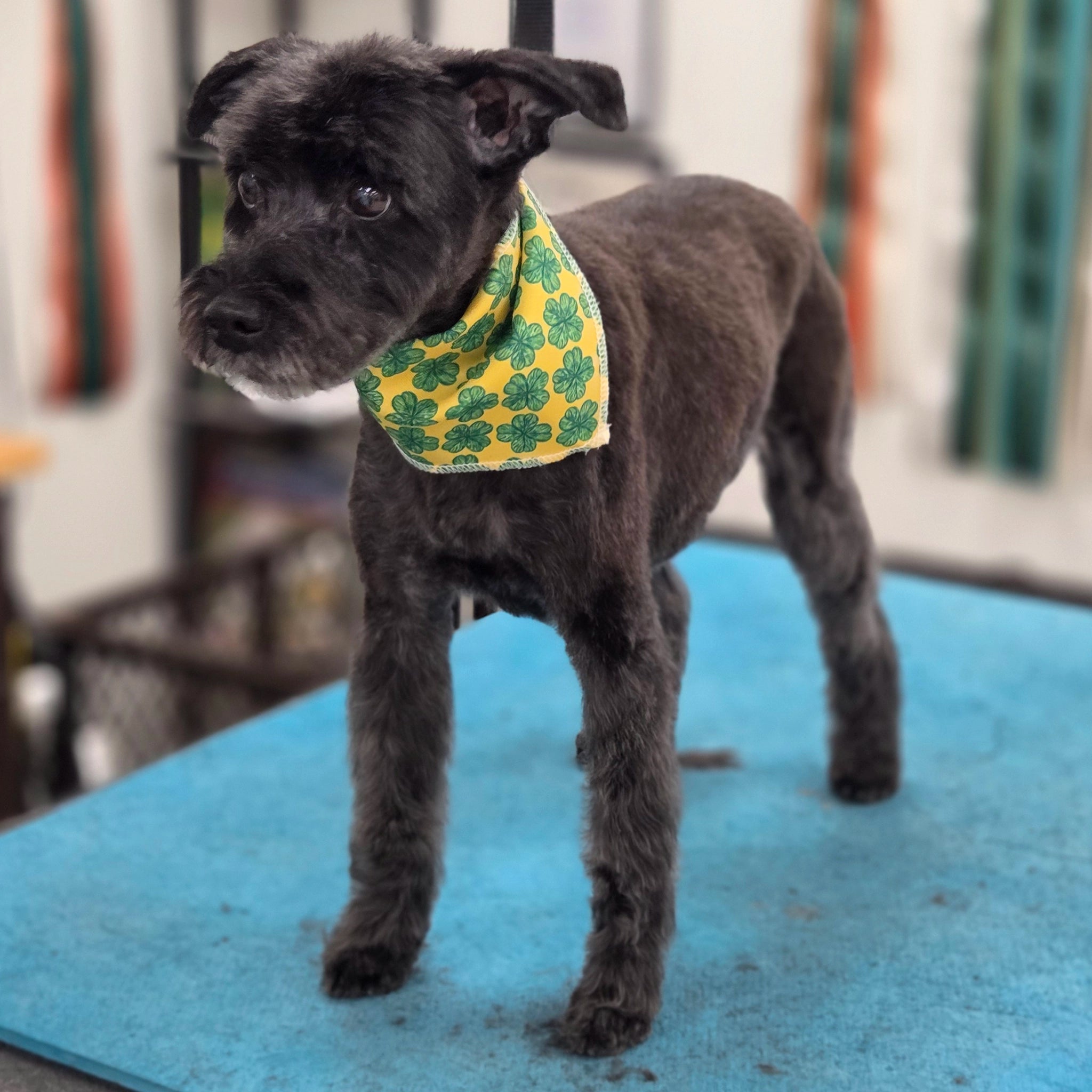 Dog wearing a green bandana with shamrock patterns on a blue mat.