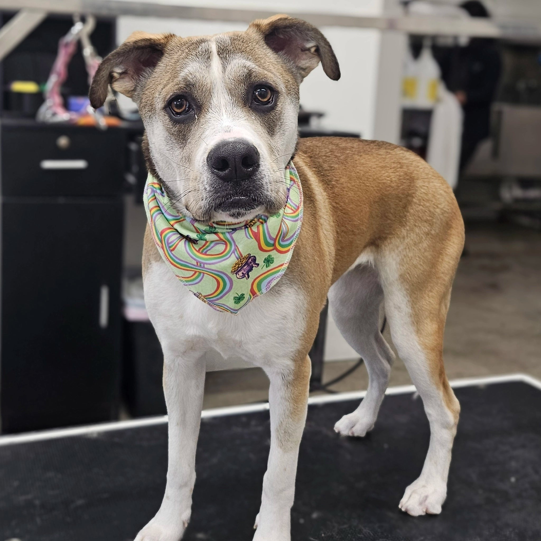 Dog wearing a colorful bandana standing on a black surface with a blurred background