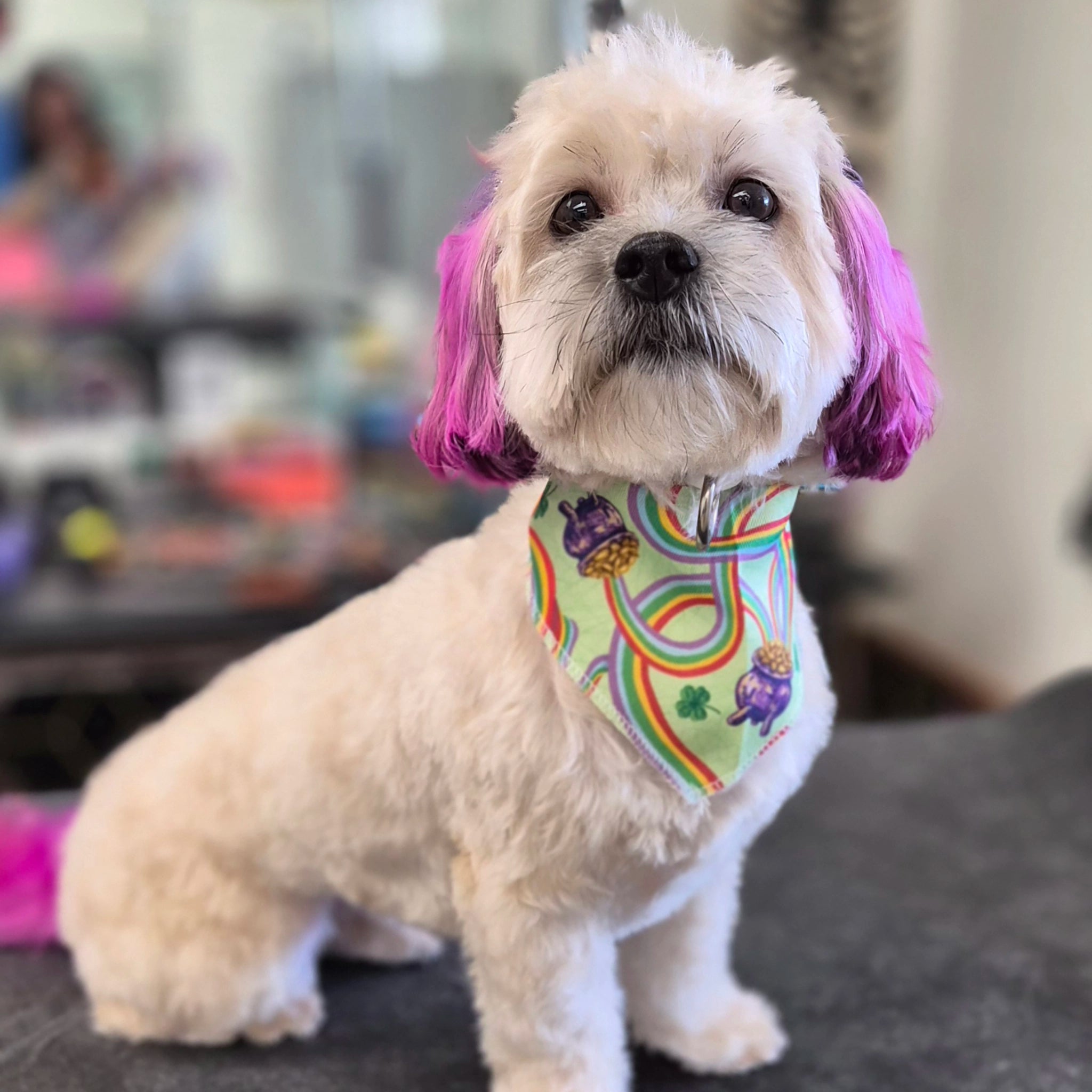 Small dog with a colorful bandana and pink hair on a blurred indoor background