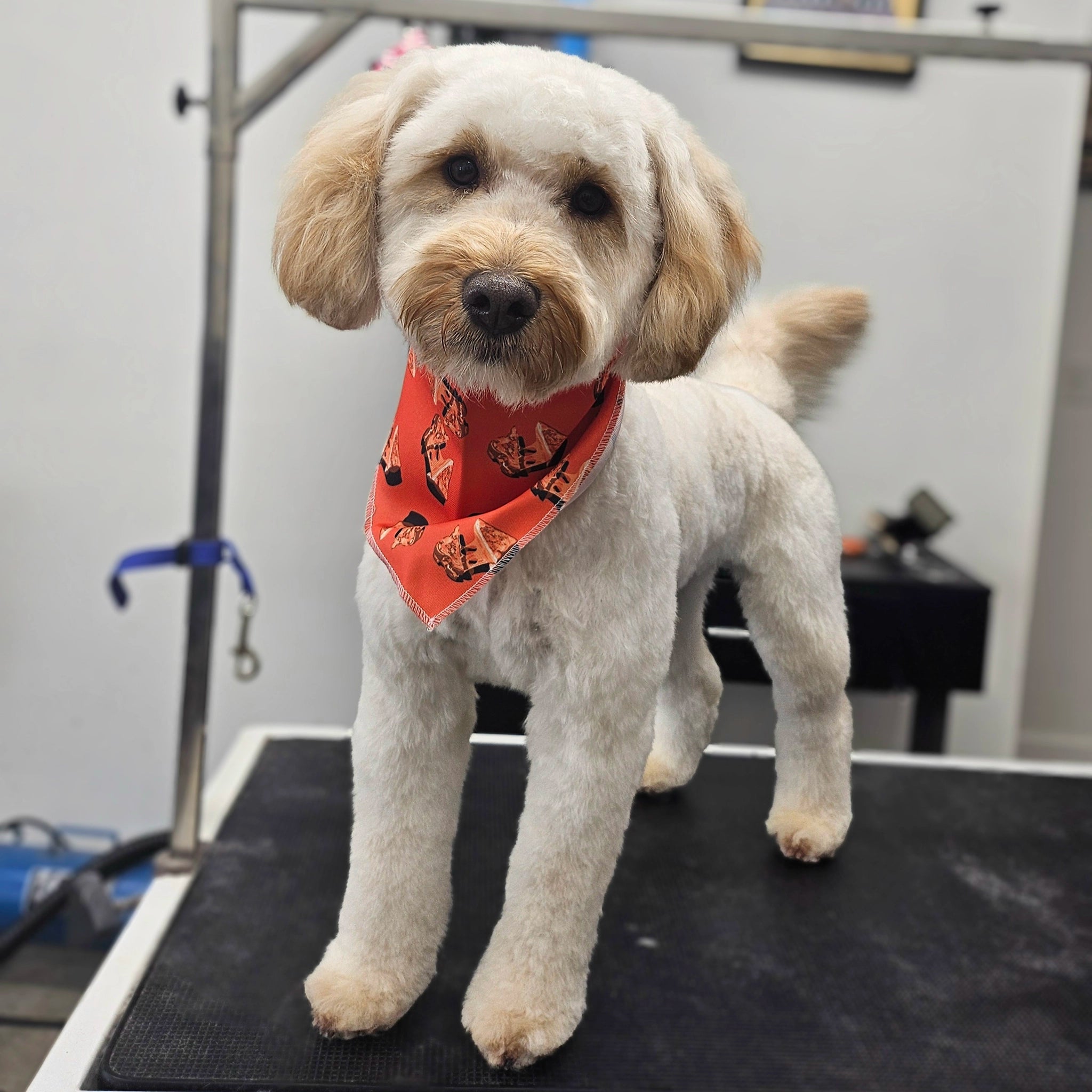 Dog with a red bandana standing on a grooming table