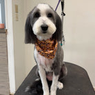 Dog with a patterned bandana sitting on a grooming table indoors.
