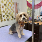 Dog on a grooming table with a bandana in a pet grooming salon.