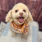 Small dog with a colorful bandana sitting on a couch