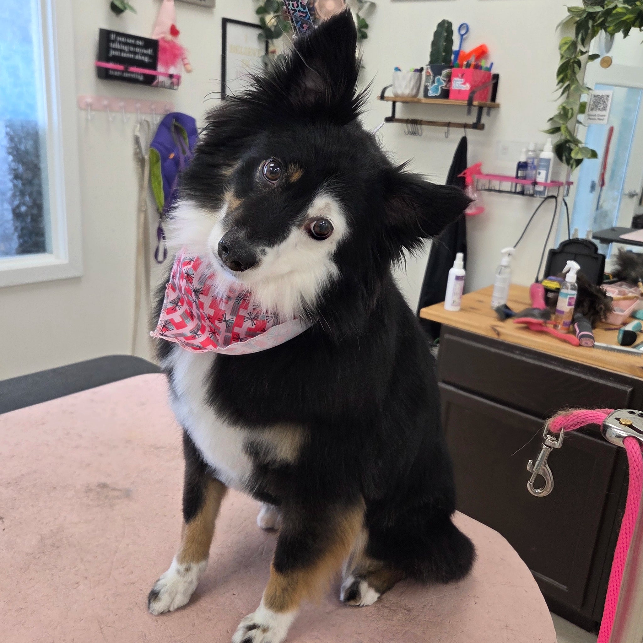 Dog wearing a pink bandana sitting on a grooming table in a salon.
