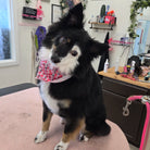 Dog wearing a pink bandana sitting on a grooming table in a salon.