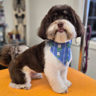Small dog with a blue bandana sitting on an orange surface in a grooming salon.