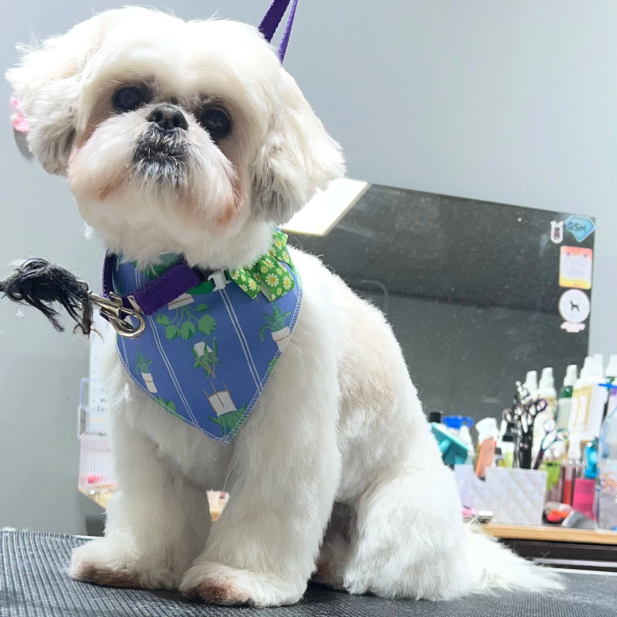 Small white dog wearing a blue bandana with a green pattern, sitting on a table.