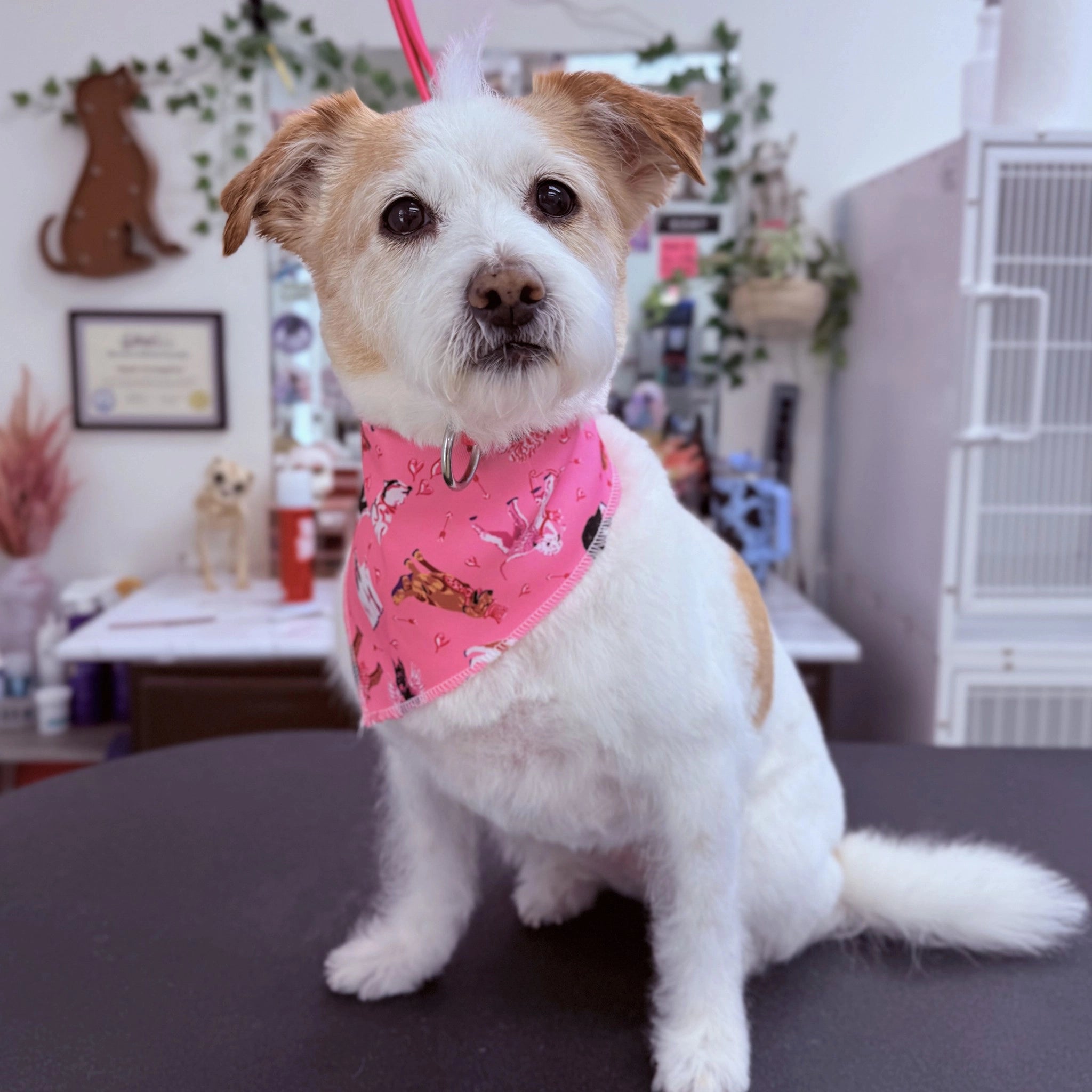 Small white dog with a pink bandana sitting on a table in an office setting.