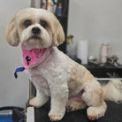 Small dog with a pink bandana sitting on a grooming table.