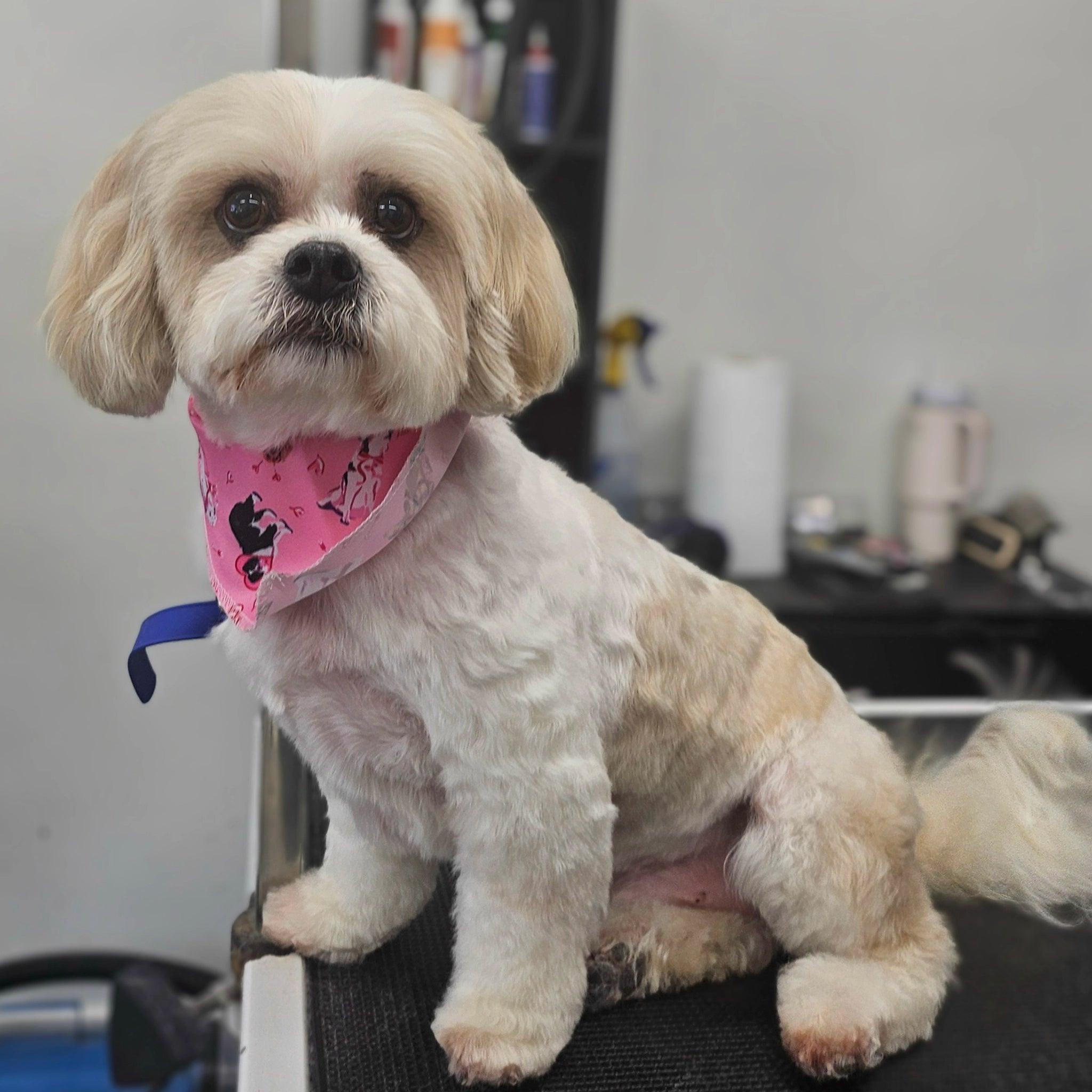 Small dog with a pink bandana sitting on a grooming table.