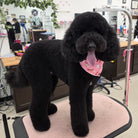 Black dog with a pink bandana standing on a grooming table in a salon.