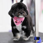 Small black and gray dog wearing a pink bandana standing on a grooming table.