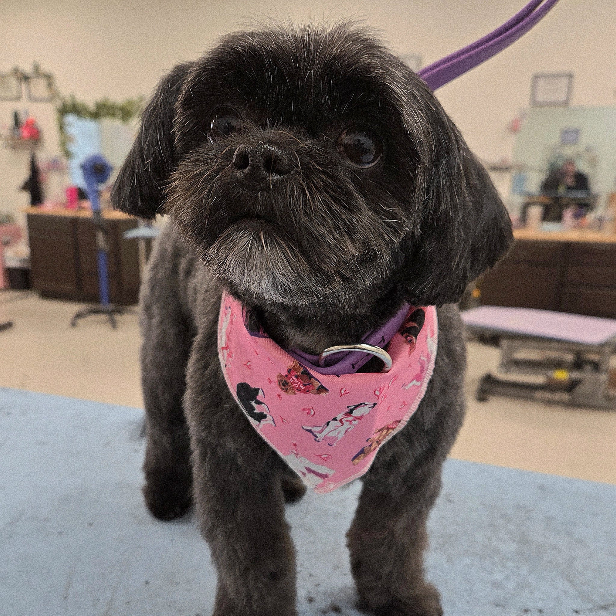 Small black dog wearing a pink bandana in an indoor setting
