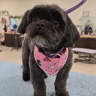 Small black dog wearing a pink bandana in an indoor setting
