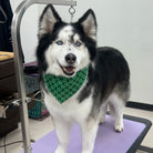 Dog with a green bandana standing on a purple surface