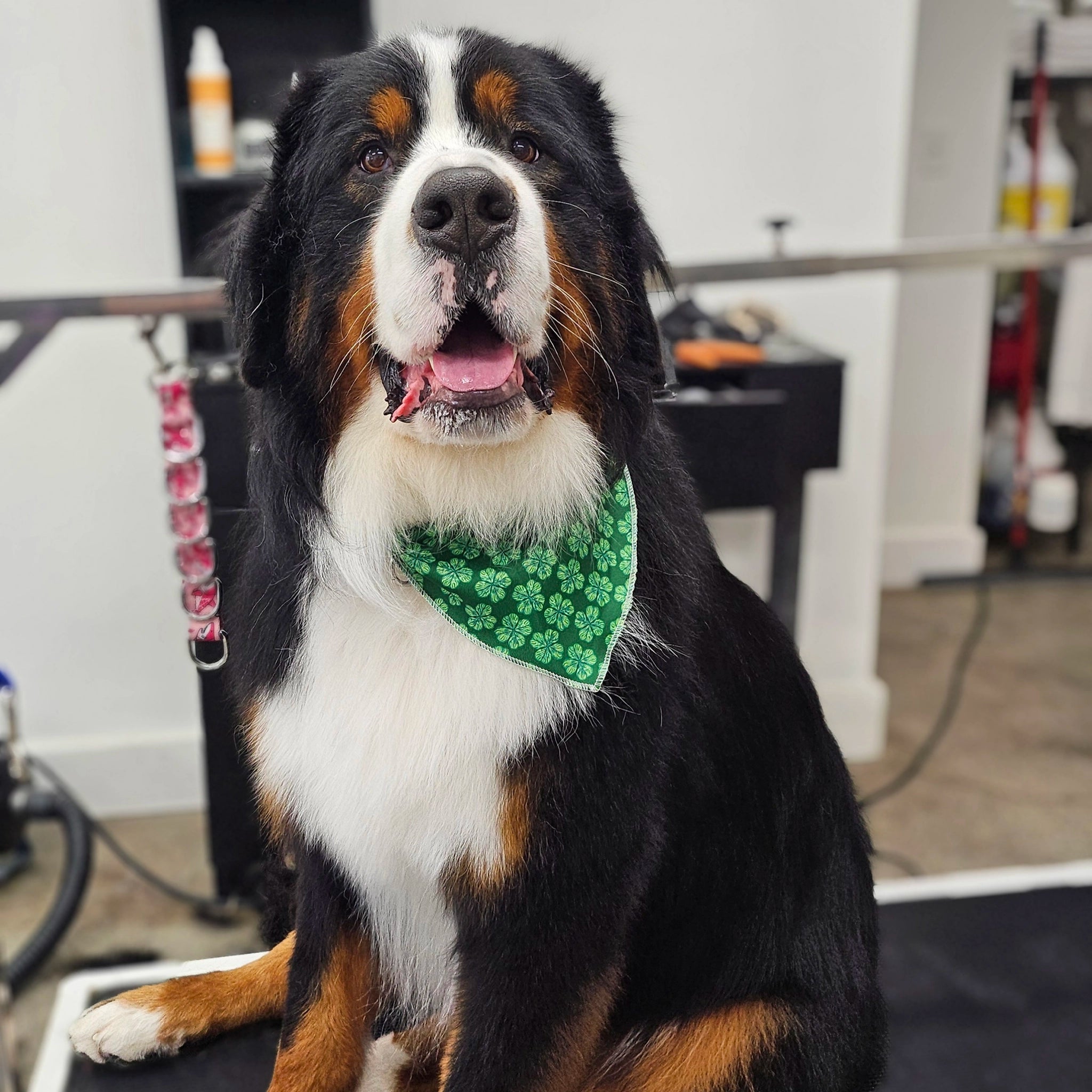 Bernese Mountain Dog wearing a green bandana in an indoor setting