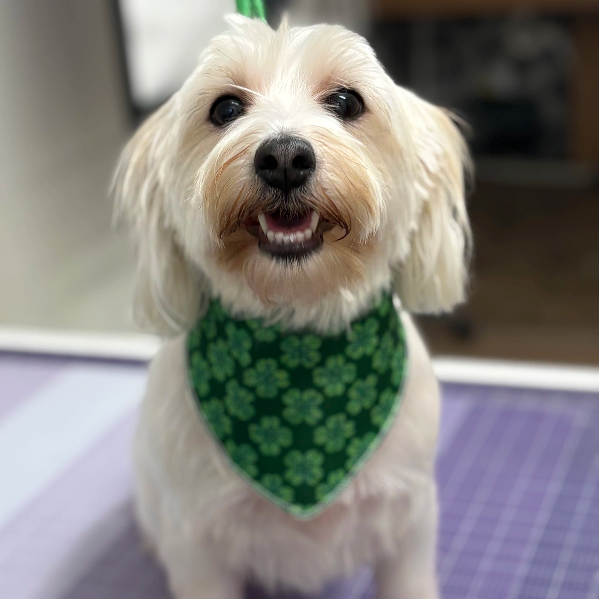 White dog wearing a green bandana with a shamrock pattern on a blurred background