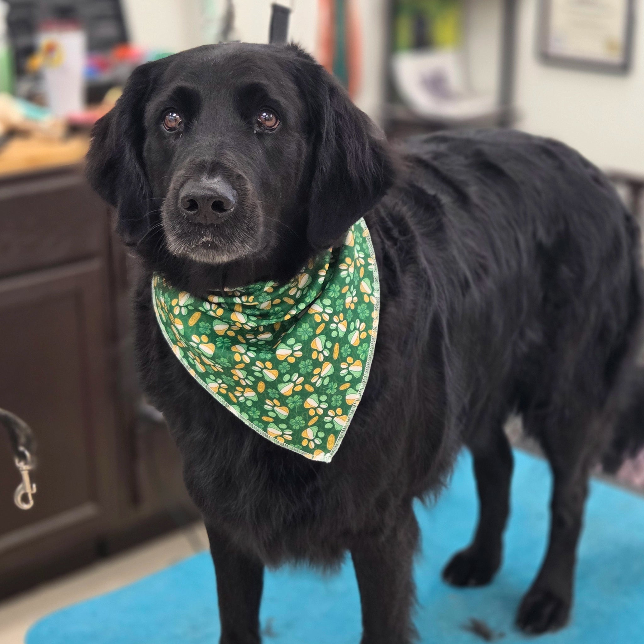 Black dog wearing a green bandana with paw prints indoors