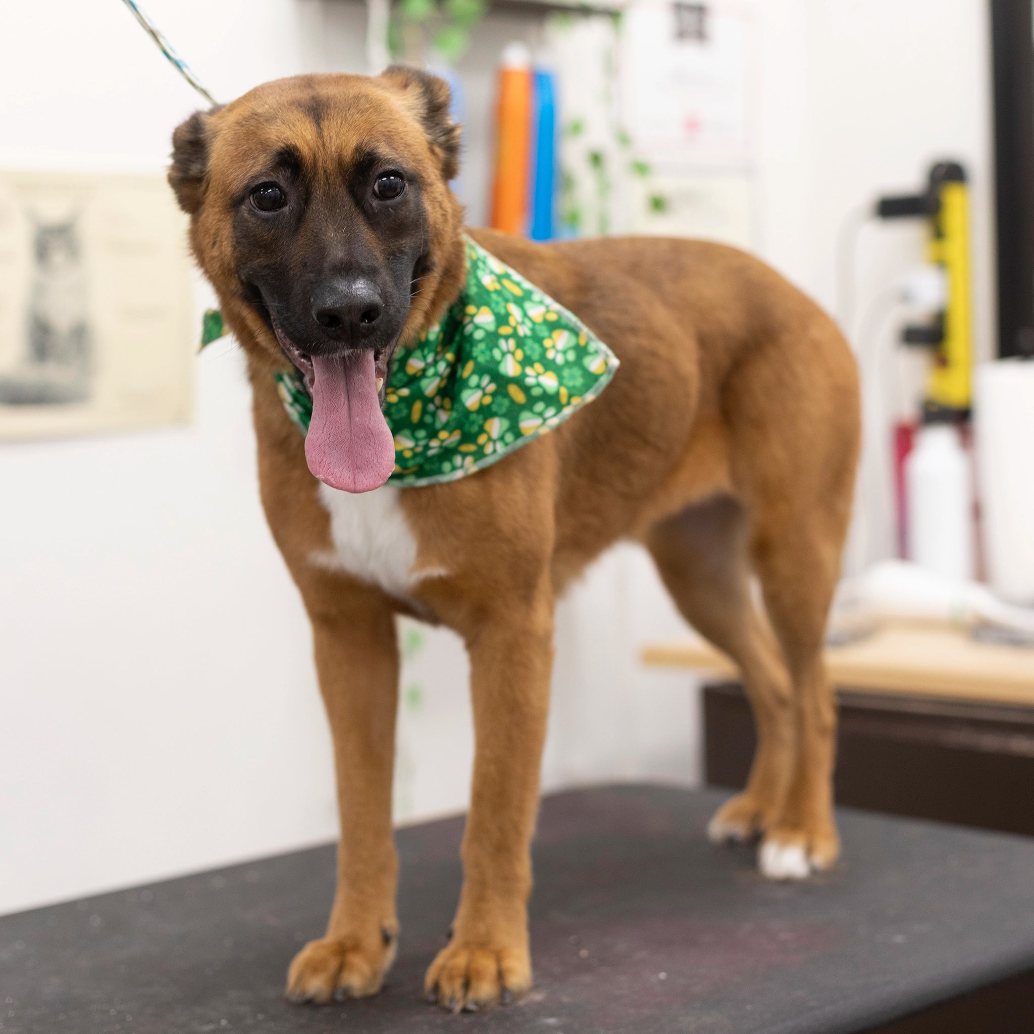 Dog wearing a green bandana with a lucky pattern on a grooming table.