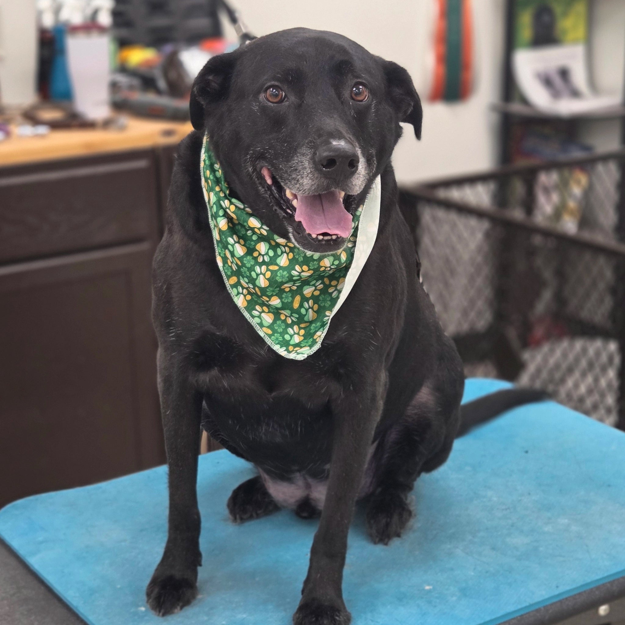 Black dog wearing a green bandana sitting on a blue surface with a blurred background