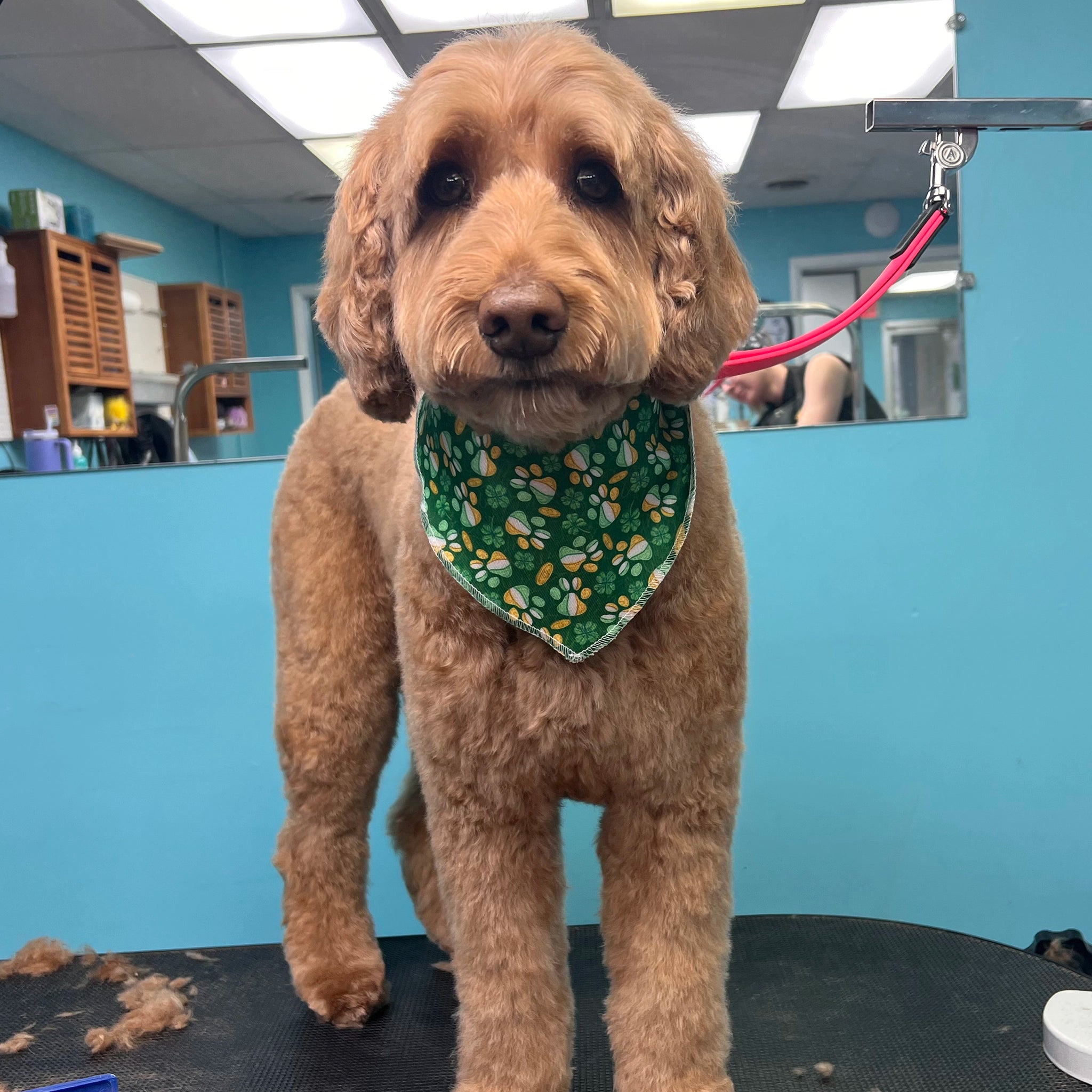 Dog wearing a green bandana in a grooming salon
