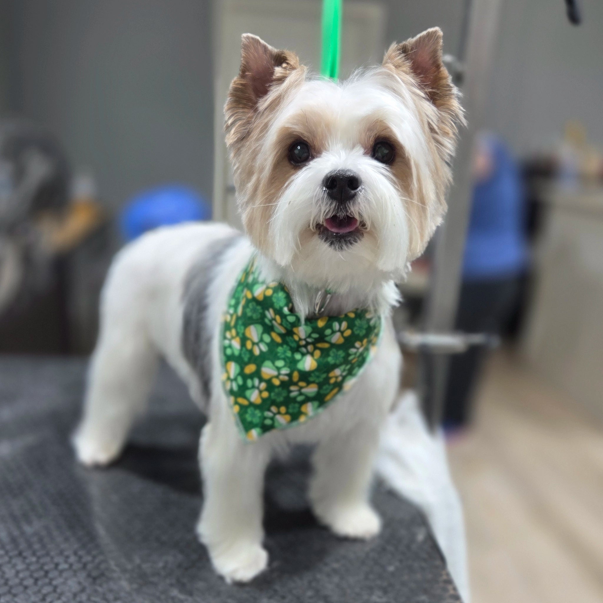 Small dog wearing a green bandana in an indoor setting