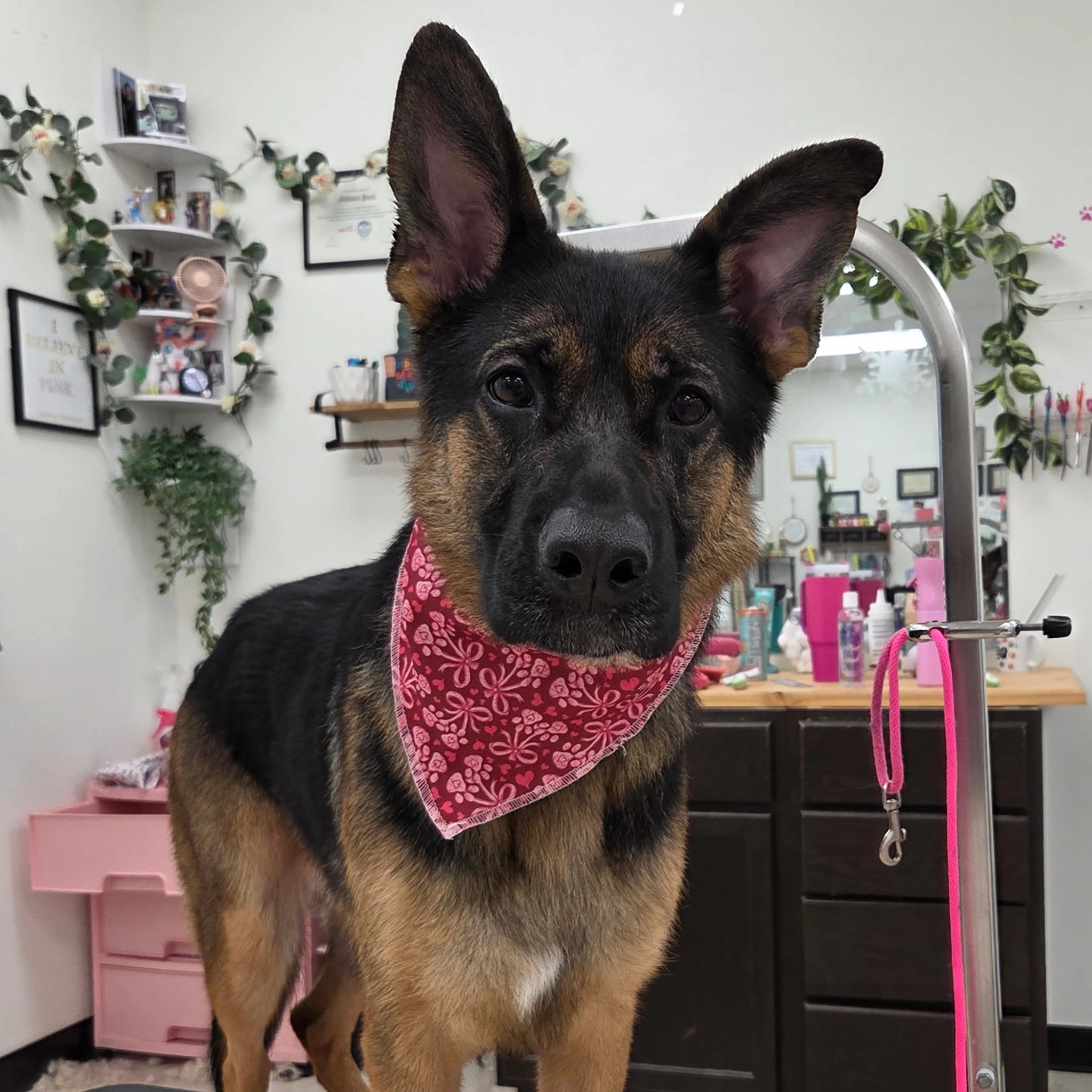 German Shepherd dog wearing a red bandana in a grooming salon.