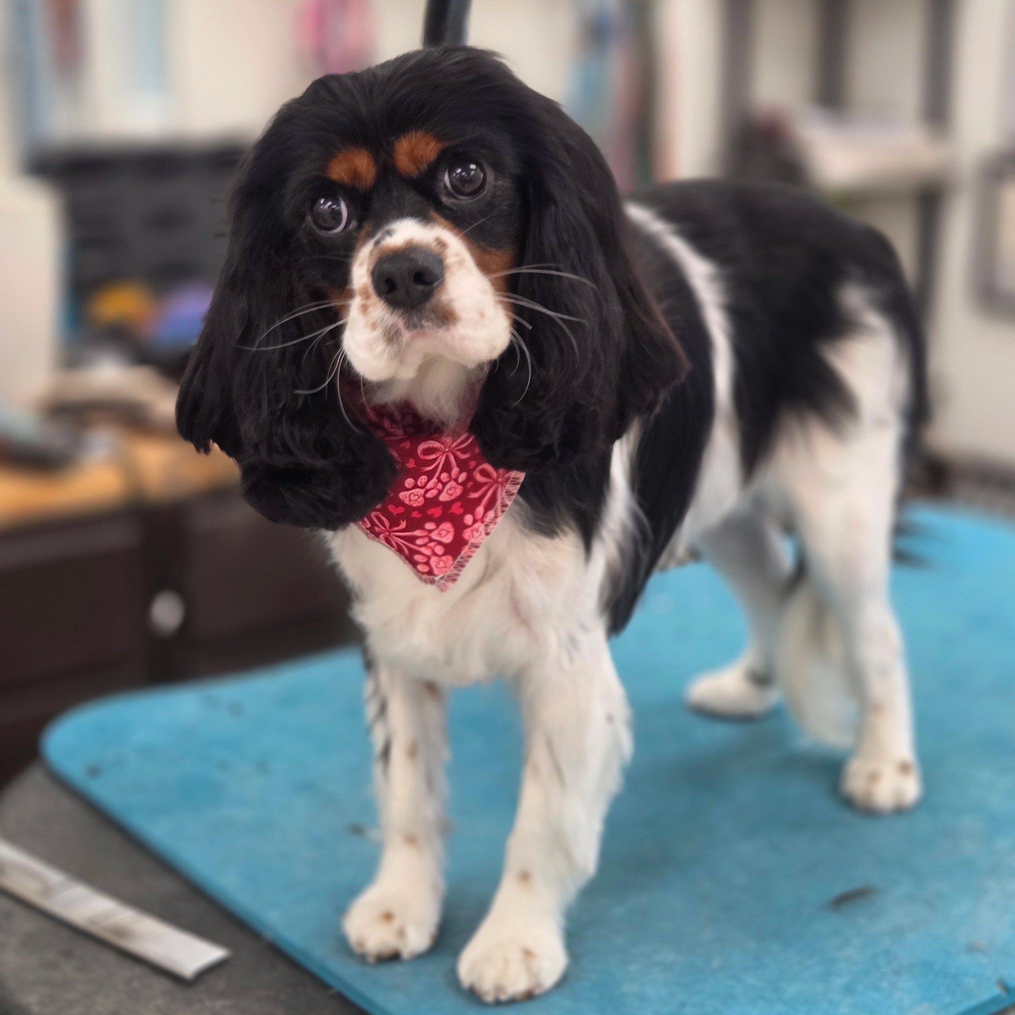 Dog wearing a red bandana on a grooming table
